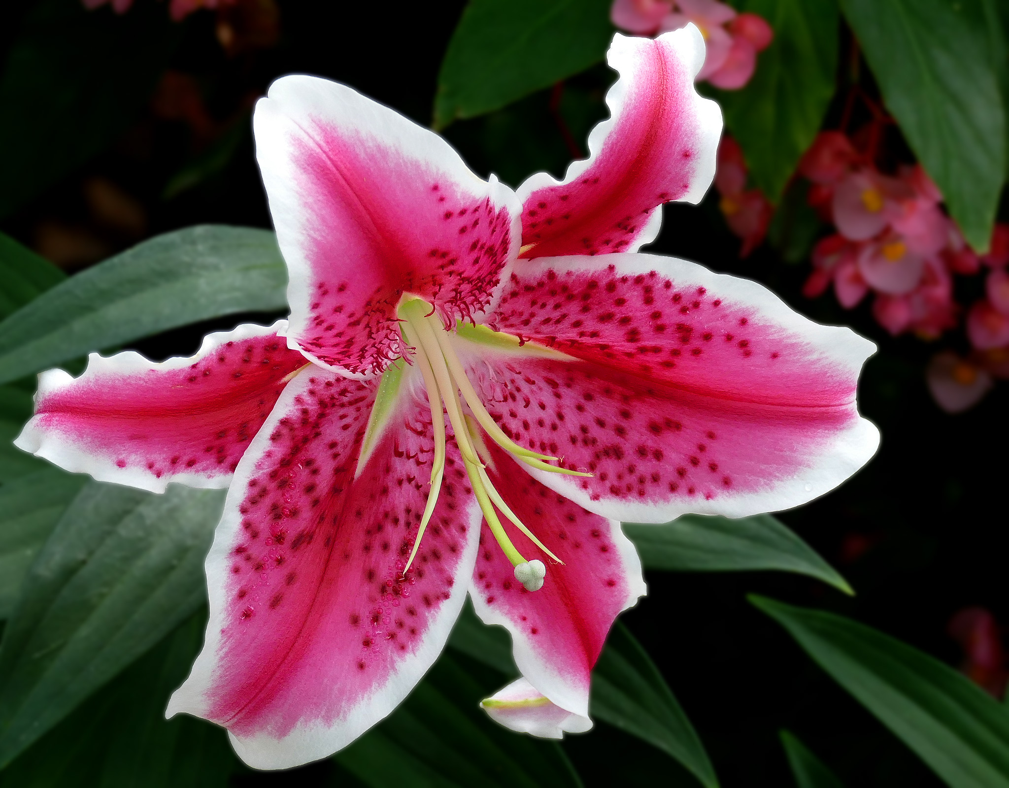 Oriental Lilies - IRIDA TRADE